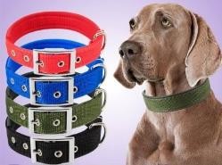 Foam Collar Heavy Buckle